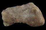 Tyrannosaurus Rex Astragalus (Ankle Bone) - Montana #97618-3